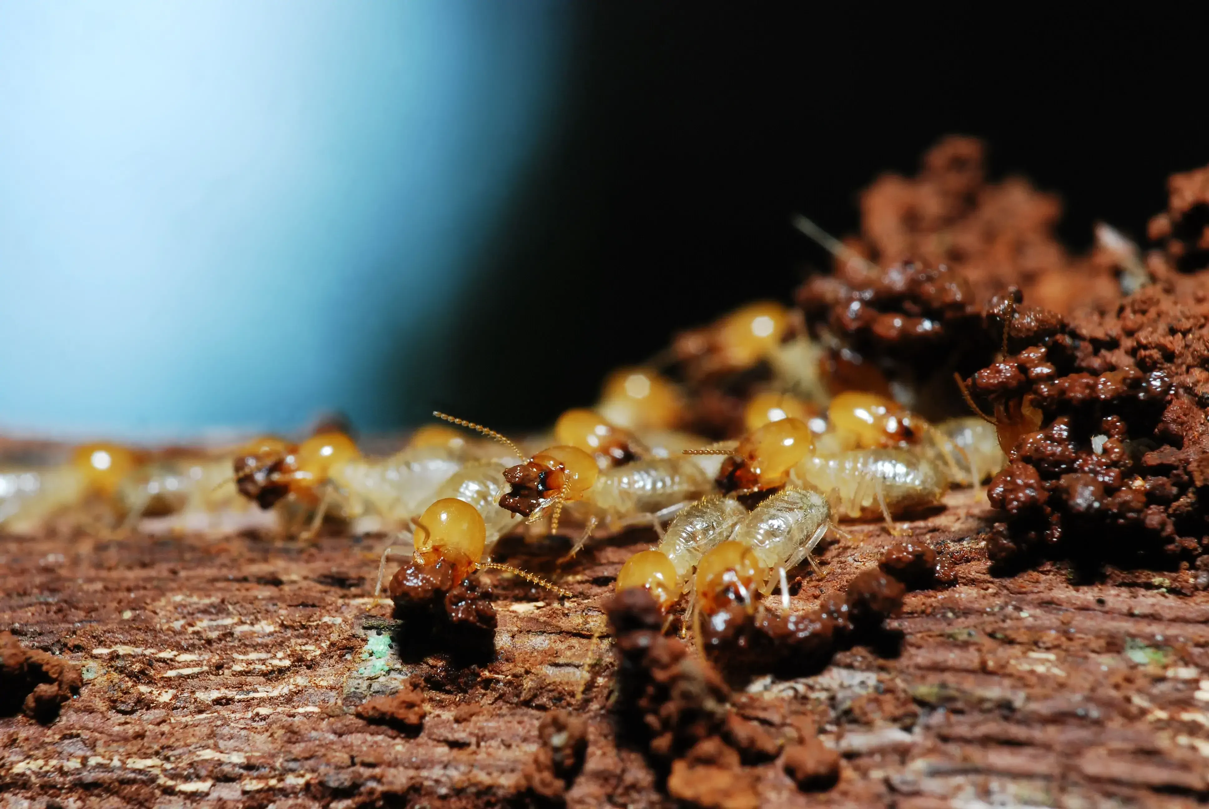 Pest Management Gold Coast | Expert Pest Solutions